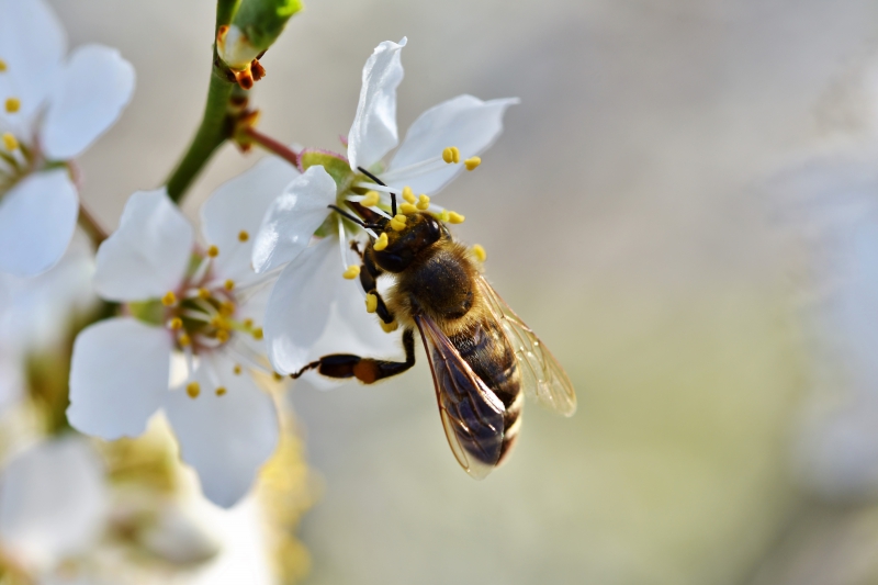 jardinerie-BAIROLS-min_bee-4092986